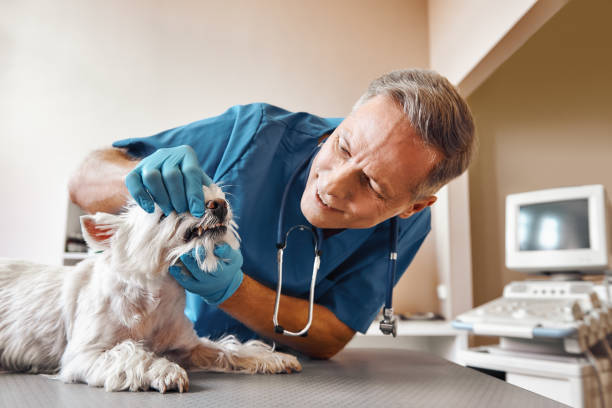 Best Emergency Dental Care for Trauma or Injury in Poteau, OK
